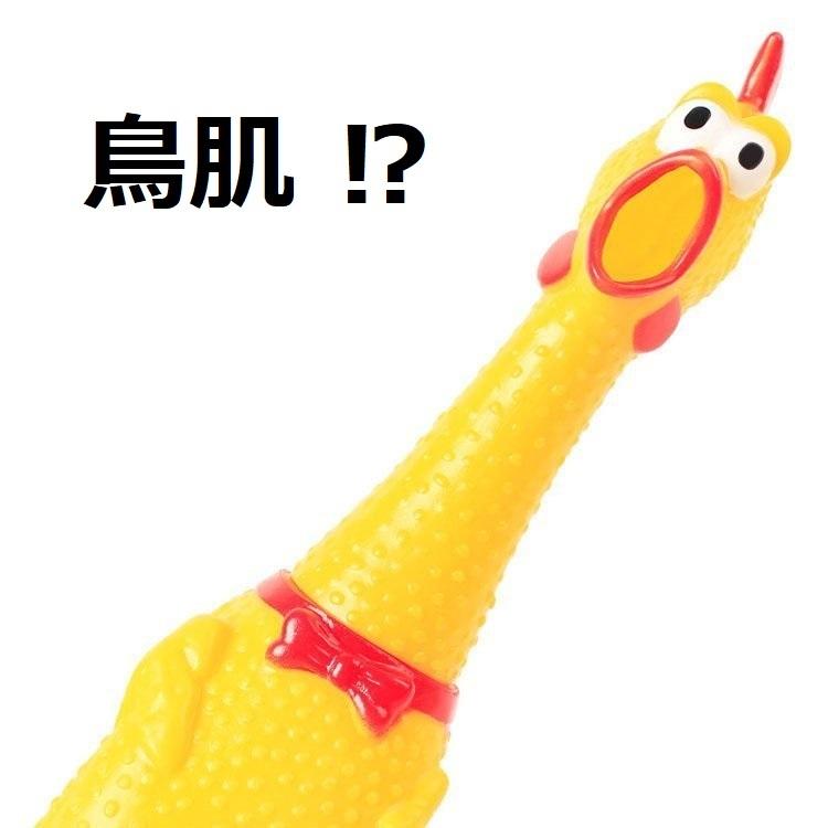 ラージサイズ 【L】37cm 叫ぶ！チキン 鳴く 音が鳴る おもちゃ チキン