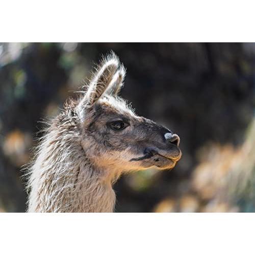 タムロン 35-150mm F/2-2.8 Di III VXD ソニーEマウント用 （Model：A058）