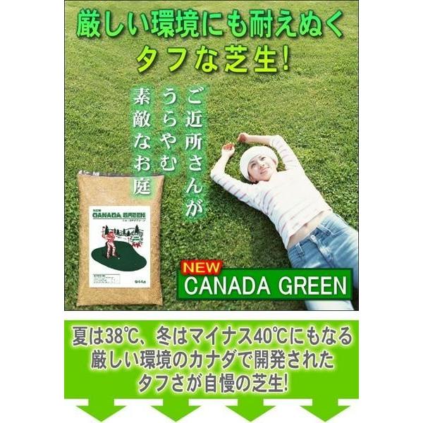 【即納】ニューカナダグリーン（NEWカナダグリーン）芝生 カナダグリーン ガーデニング 芝生の種 庭 |  | 01