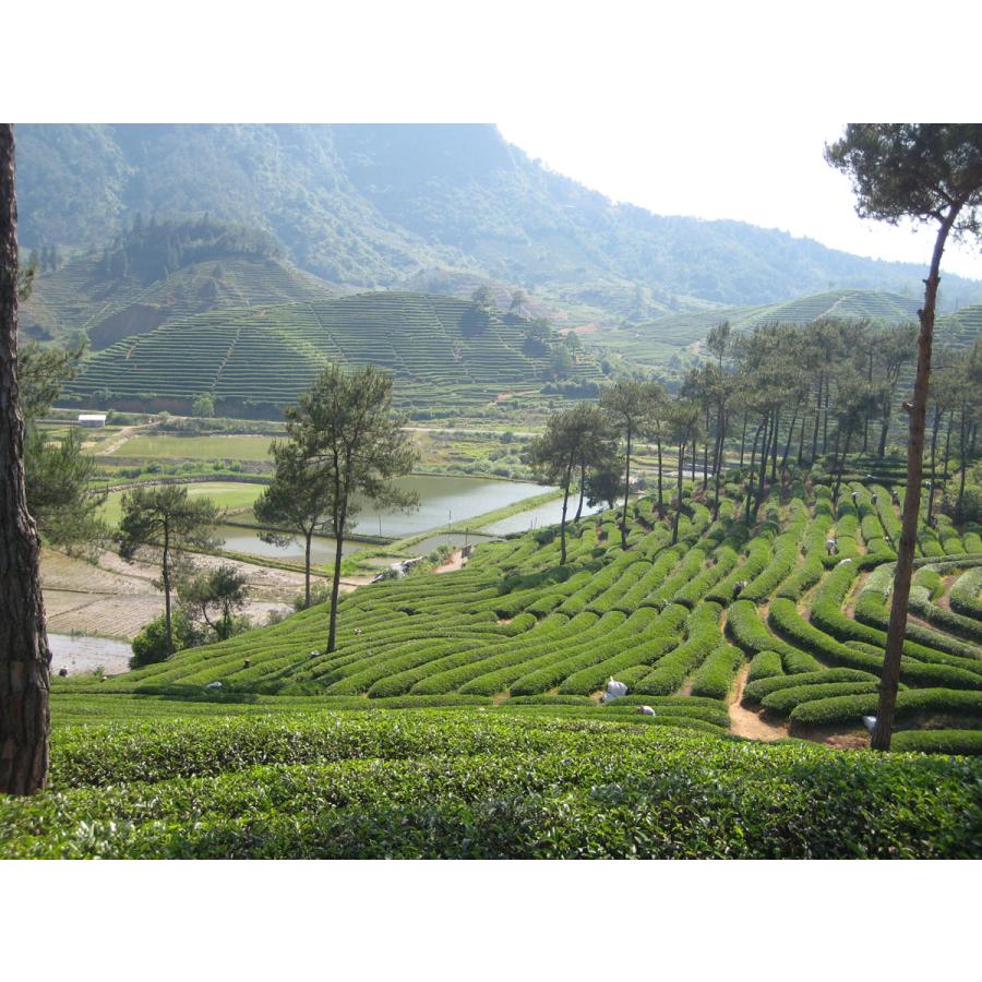 海東ブラザース 有機プーアル茶 ティーバッグ1.2ｇ×15Ｐ｜中国茶 発酵茶 金花 黒茶 | 海東ブラザース | 04