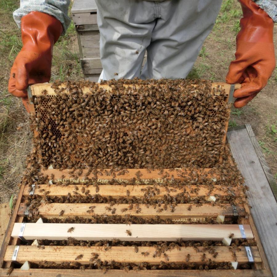 国産蜂蜜 あかしあ200g |  | 06
