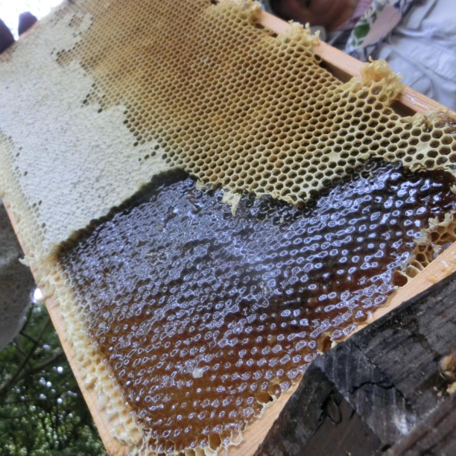 知多半島産蜂蜜 みかん200g |  | 07