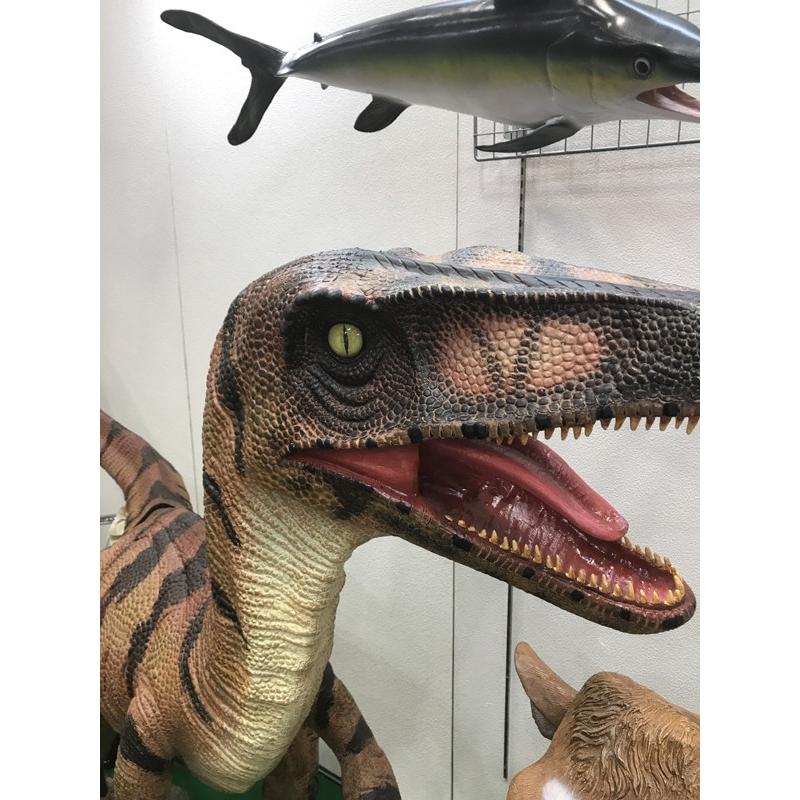 長さ269cm！ヴェロキラプトル 等身大フィギュア ※この商品は別途送料
