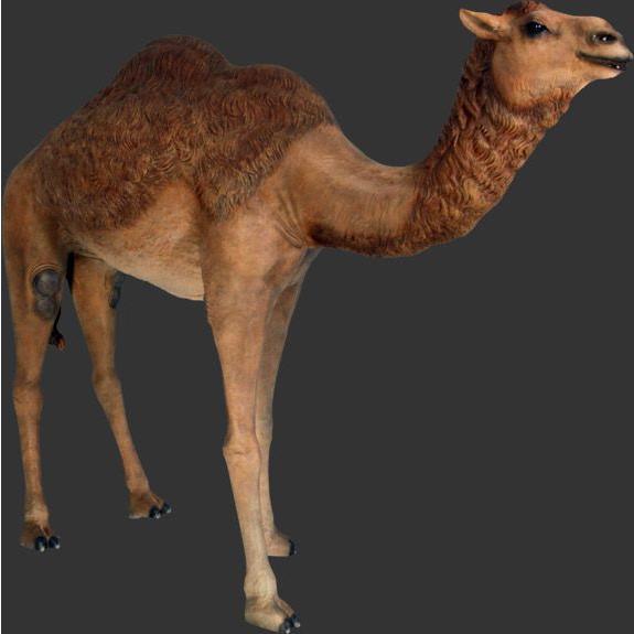 アニマルビッグフィギュア【ラクダ（駱駝）雄】B（等身大フィギュア