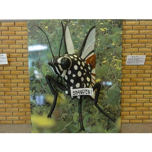 750mmオーバー1000mm世界のクワガタオオクワガタヒラタクワガタなど21頭 750mmオーバー1000mm世界のクワガタオオクワガタヒラタクワガタなど21