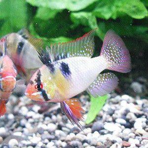 ミクロゲオフォーガス ラミレジィ ドイツ Xl 1pr A 038 アクアリウム ドリームシアター 通販 Yahoo ショッピング