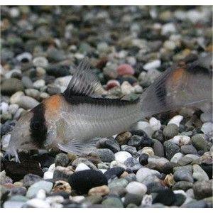 コリドラスアドルフォイ　ワイルド4匹 コリドラスアドルフォイ ワイルド4匹