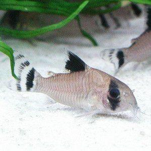 コリドラス オイヤポクエンシス ワイルド : アクアリウム ドリーム