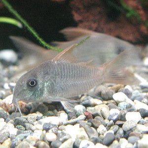 コリドラス コンコロール ワイルド 2匹セット C 044 アクアリウム ドリームシアター 通販 Yahoo ショッピング