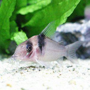 コリドラス バージニアエ ワイルド C 062 アクアリウム ドリームシアター 通販 Yahoo ショッピング