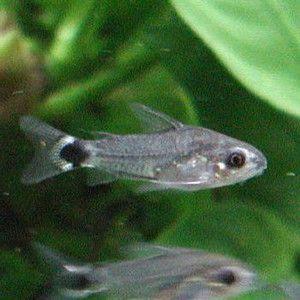 コリドラス ハステータス ワイルド 4匹セット C 063 アクアリウム ドリームシアター 通販 Yahoo ショッピング