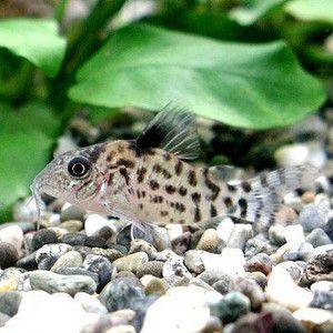 コリドラス アムビアクス ワイルド 2匹セット : アクアリウム ドリーム