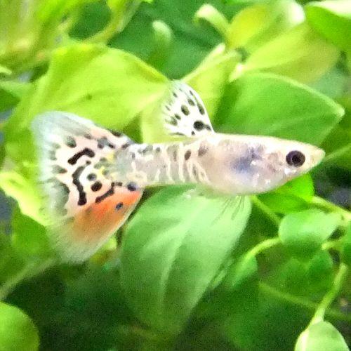 熱帯魚 観賞魚 国産グッピー ギャラクシーグラスグッピー 1pr G 135 アクアリウム ドリームシアター 通販 Yahoo ショッピング