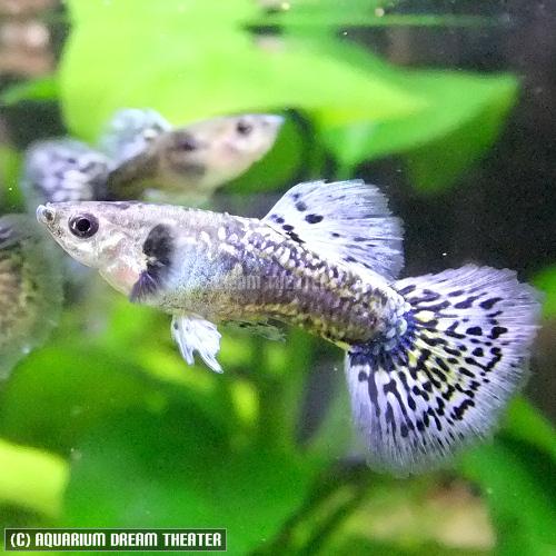 早い者勝ち‼️ブルードラゴングッピー ブルードラゴングッピー 1Pr【国産・グッピー】【北海道・中国・四国