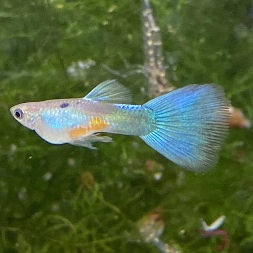 熱帯魚 観賞魚 国産グッピー Usaグリーンデルタ グッピー 1pr 国産 グッピー 北海道 九州 沖縄 離島は発送不可 G 3 アクアリウム ドリームシアター 通販 Yahoo ショッピング