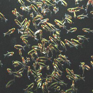 カラシン(テトラ)　トゥカーノテトラ 4匹セット WILD