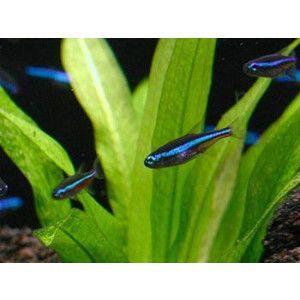 ねおんてとら様 リクエスト 10点 まとめ商品 ねおんてとら様 リクエスト 10点 まとめ商品 グリーンネオンテトラ 10