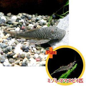 熱帯魚 水草 水槽 アクア用品 ギガランキングｊｐ