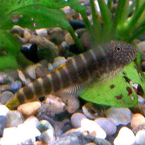 タイガーストライプ ボルネオプレコ 1匹 P 281 アクアリウム ドリームシアター 通販 Yahoo ショッピング