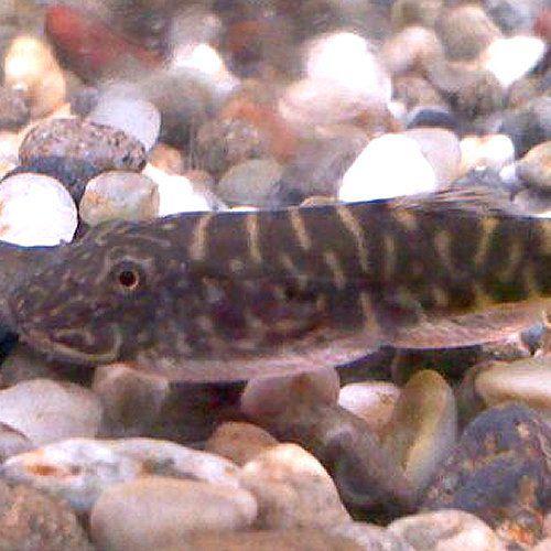 タイガーストライプ ボルネオプレコ 1匹 P 281 アクアリウム ドリームシアター 通販 Yahoo ショッピング