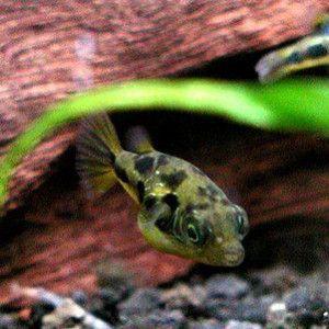 品揃え豊富で 観賞魚生体 熱帯魚 水草 水槽 アクア用品 お買い得セット アベニーパッファー2匹とカラー石巻貝ミックス3匹のセット