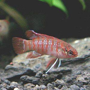 バジスsp スカーレットジェム3匹セット S 015 アクアリウム ドリームシアター 通販 Yahoo ショッピング