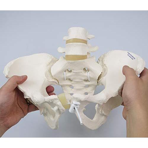 仙腸関節と恥骨結合部が動く女性骨盤模型 女性骨盤モデル 可動型 3b Scientific S ショップ ドリームキッズ 21 通販 Yahoo ショッピング