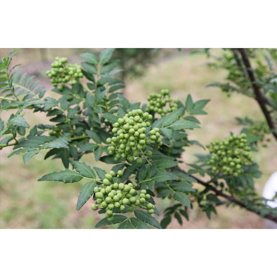山椒 令和８年新物 朝倉山椒200g【アク抜き済・枝取り済】 冷凍 実山椒 下処理済（本場兵庫・京都・奈良・和歌山県産）北海道・沖縄へは別途送料1000円　 |  | 02