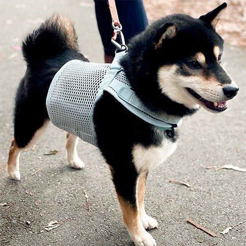 sleepypod Martingale Dog Harness マーチンゲールドッグハーネス XSサイズ 0615953236