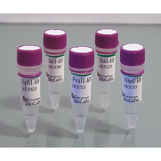 値引きする Biolabs2 4303 19ハイフィデリティー制限酵素ｒ３５０５ｌ 式 As1 2 4303 19 輝く高品質な Mediquicklab Com