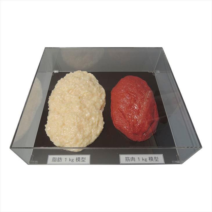 あぶら身／腕力引きあわせる仕掛ける(1Kg) SKT-010(アクリルケースツキ)SKT-010(アクリルケースツキ)(24-8265-01)【イワイサンプル】［1仕掛ける］【1ユニット】 楽器、手芸、コレクション-実験、工作