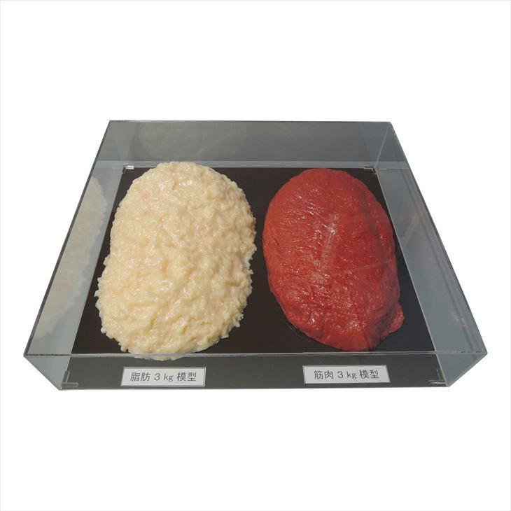 脂肪／筋肉対比セット(3Kg) SKT-030(アクリルケースツキ)SKT-030(アクリルケースツキ)(24-8265-03)【イワイサンプル】［1セット］【1単位】