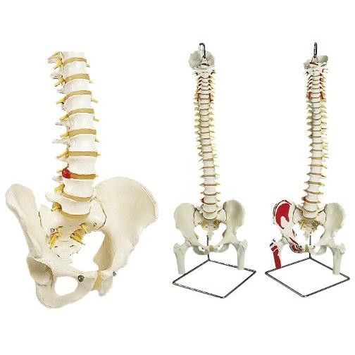 脊柱可動型モデル標準型（スタンド付） A58/1(A59/8ツキ) セキチュウモデル(11-2040-04)