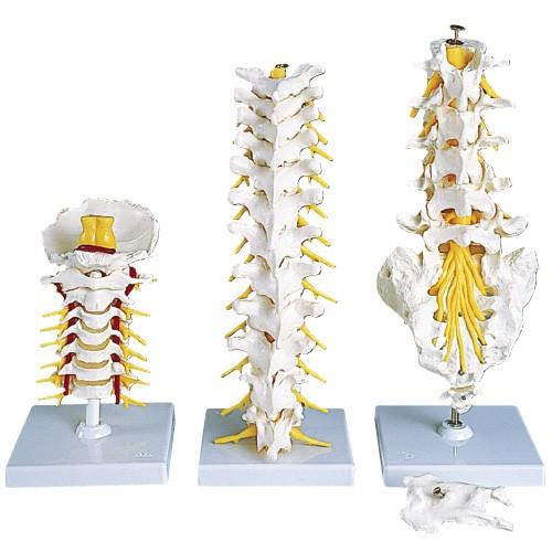 胸椎モデル（スタンド付） キョウツイモデル A73 (32CM)【1台単位】(11-2045-07)【1台単位】