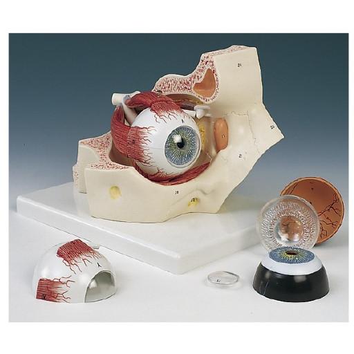 視覚器（眼球）と眼窩７分解モデル F13(18X26X19CM) シカクキモデル(11-2110-00)【1台単位】