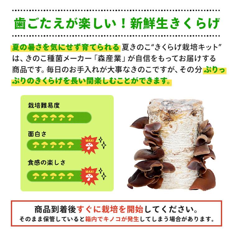 販売開始 キクラゲ栽培セット もりのきくらげ農園 キクラゲ栽培キット キクラゲ栽培 木耳栽培 きのこ栽培 菌床 森のきのこ倶楽部 通販 Yahoo ショッピング