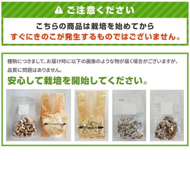 森のきのこ倶楽部 正規販売店 しいたけ 種駒 ろく丸400個 夏菌 Y602号