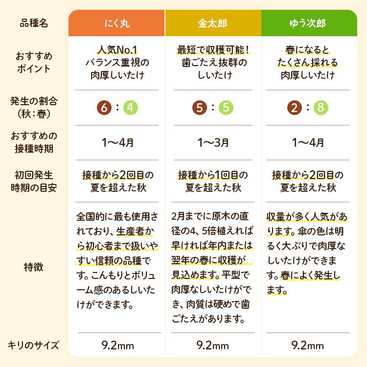 【新品】KINTARO 菌太郎 森のきのこ倶楽部 椎茸 種駒 椎茸菌 【正規販売店】シイタケ菌