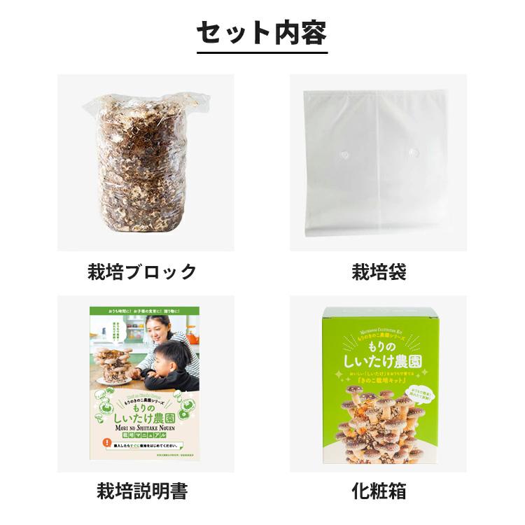 【正規販売店】しいたけ栽培キット／もりのしいたけ農園 | 椎茸 シイタケ 家庭菜園 きのこ栽培 キノコ栽培 菌床 生しいたけ 生シイタケ 国産 食育 きのこ狩り｜drmori1｜13