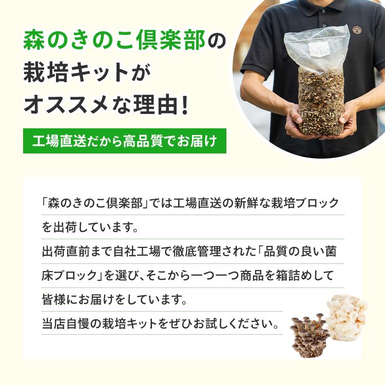 椎茸栽培キット キノコ栽培キット 森のきのこ倶楽部 もりのしいたけ農園 正規販売店 椎茸 家庭菜園 きのこ栽培  菌床  食育 しいたけ栽培キット | 森のきのこ倶楽部 | 07