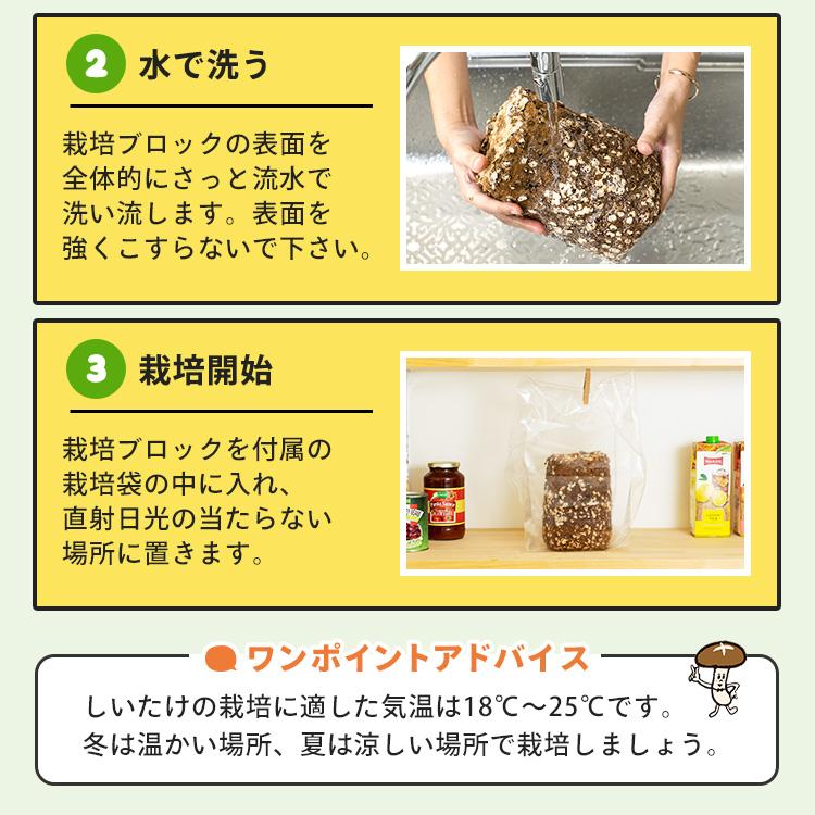 椎茸栽培キット キノコ栽培キット 森のきのこ倶楽部 もりのしいたけ農園 正規販売店 椎茸 家庭菜園 きのこ栽培  菌床  食育 しいたけ栽培キット | 森のきのこ倶楽部 | 10