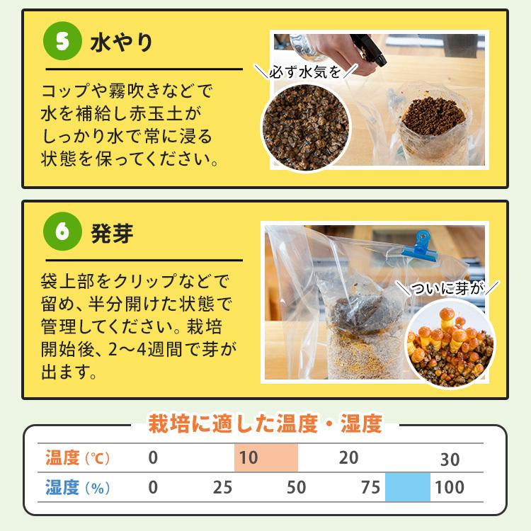 なめこ栽培キット 楽天市場】なめこ栽培キット もりのなめこ農園 | なめこ ナメコ 家庭