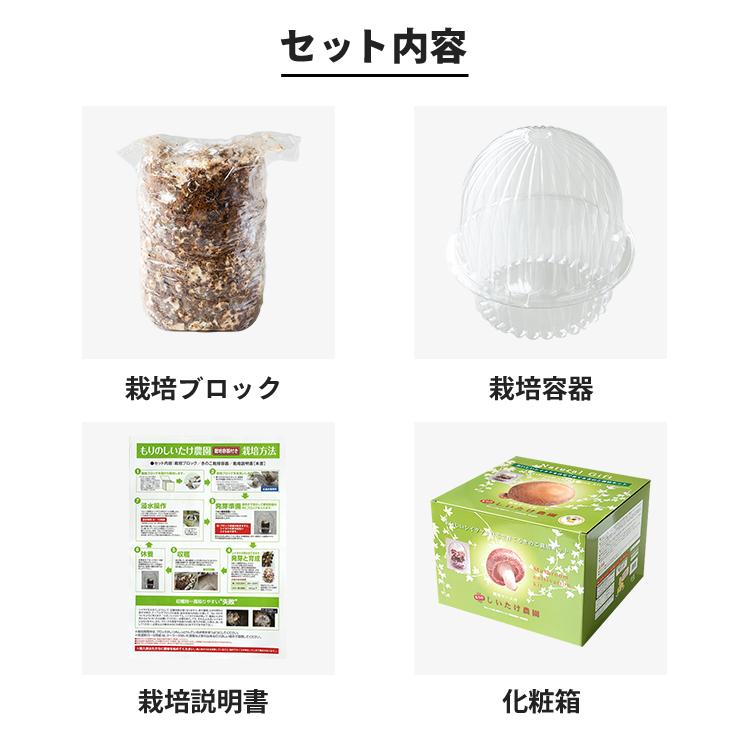 【正規販売店】しいたけ栽培キット／もりのしいたけ農園 栽培容器付 | 椎茸 シイタケ 家庭菜園 きのこ栽培 キノコ栽培 菌床 生しいたけ 国産 食育 きのこ狩り｜drmori1｜12