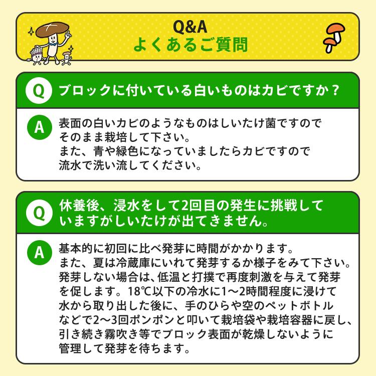 【正規販売店】しいたけ栽培キット／もりのしいたけ農園 栽培容器付 | 椎茸 シイタケ 家庭菜園 きのこ栽培 キノコ栽培 菌床 生しいたけ 国産 食育 きのこ狩り｜drmori1｜13