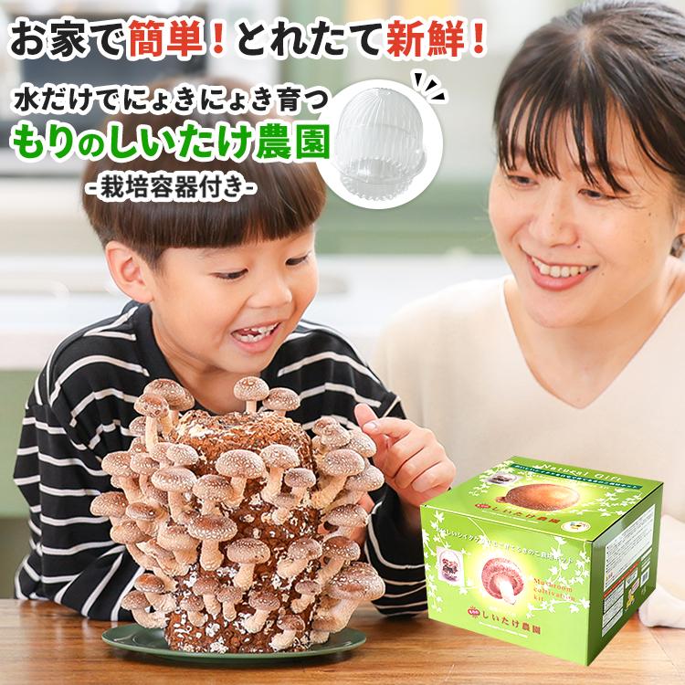 椎茸栽培キット キノコ栽培キット 栽培容器付き 森のきのこ倶楽部 もりのしいたけ農園 正規販売店 椎茸  家庭菜園 きのこ栽培  菌床 生しいたけ  食育 | 森のきのこ倶楽部 | 14