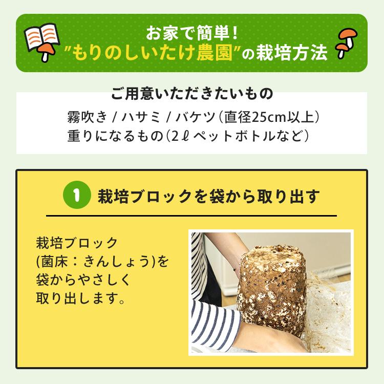 【正規販売店】しいたけ栽培キット／もりのしいたけ農園 栽培容器付 | 椎茸 シイタケ 家庭菜園 きのこ栽培 キノコ栽培 菌床 生しいたけ 国産 食育 きのこ狩り｜drmori1｜06