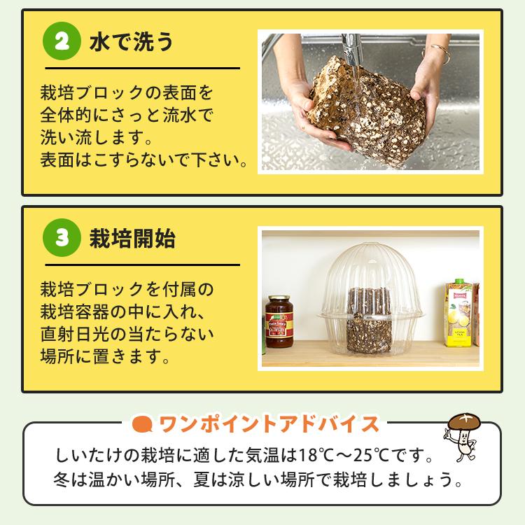 椎茸栽培キット キノコ栽培キット 栽培容器付き 森のきのこ倶楽部 もりのしいたけ農園 正規販売店 椎茸  家庭菜園 きのこ栽培  菌床 生しいたけ  食育 | 森のきのこ倶楽部 | 06