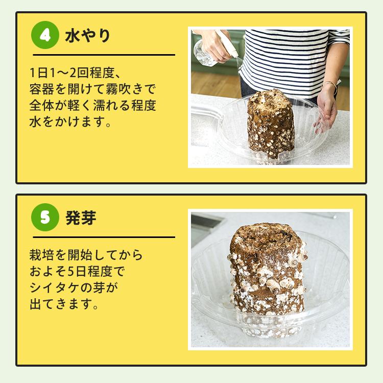 【正規販売店】しいたけ栽培キット／もりのしいたけ農園 栽培容器付 | 椎茸 シイタケ 家庭菜園 きのこ栽培 キノコ栽培 菌床 生しいたけ 国産 食育 きのこ狩り｜drmori1｜08