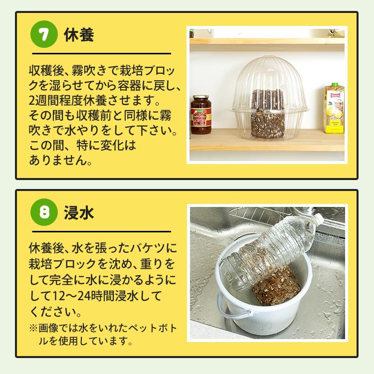 椎茸栽培キット キノコ栽培キット 栽培容器付き 森のきのこ倶楽部 もりのしいたけ農園 正規販売店 椎茸  家庭菜園 きのこ栽培  菌床 生しいたけ  食育 | 森のきのこ倶楽部 | 09