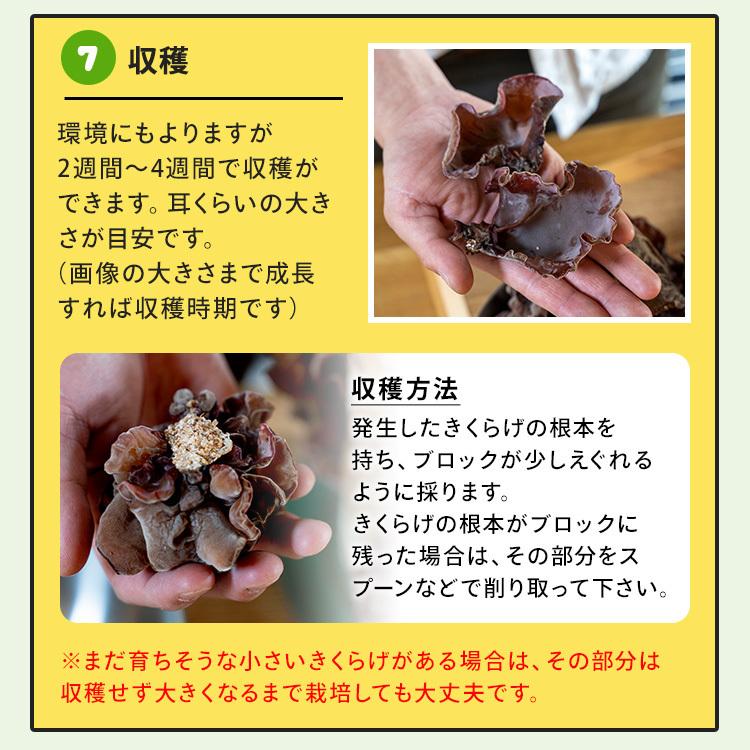 森のきのこ倶楽部 正規販売店 もりのきくらげ農園 おかわり君